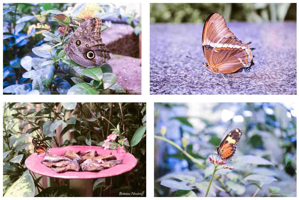 Plant-Based and Shopping Small Guide to New Orleans - Audubon Butterfly Garden