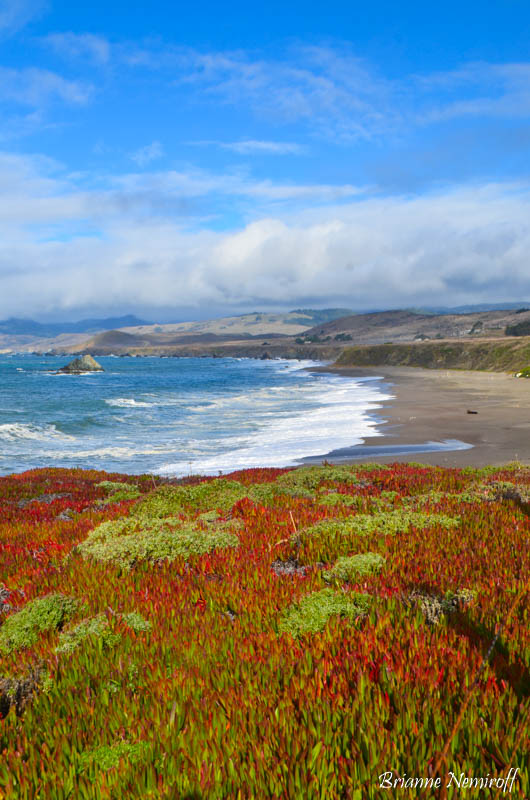 Sonoma Coast State Park