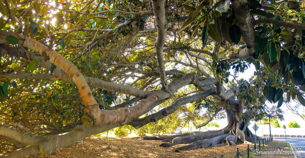 Moreton Bay Fig Tree Stearns Wharf - 24 hours in Santa Barbara - It's Bree and Ben