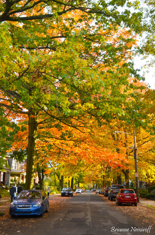 fall foliage in Pittsburgh