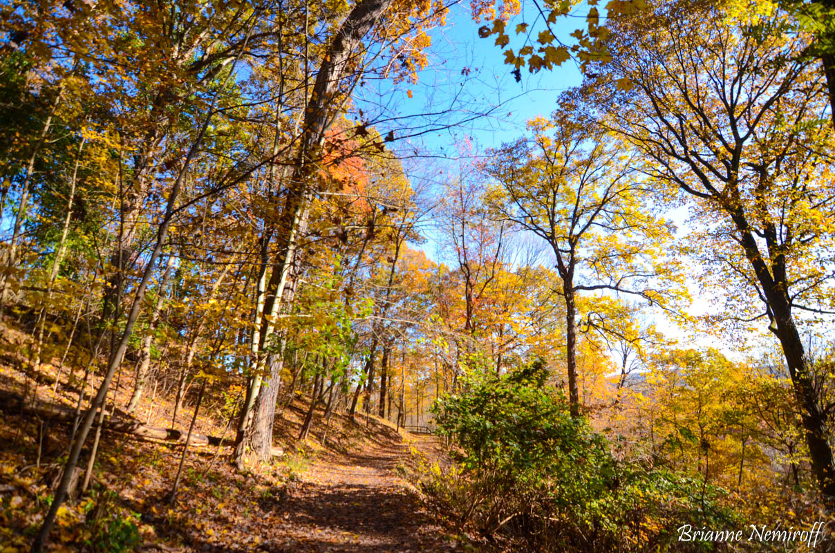 Fall foliage at Frick Park